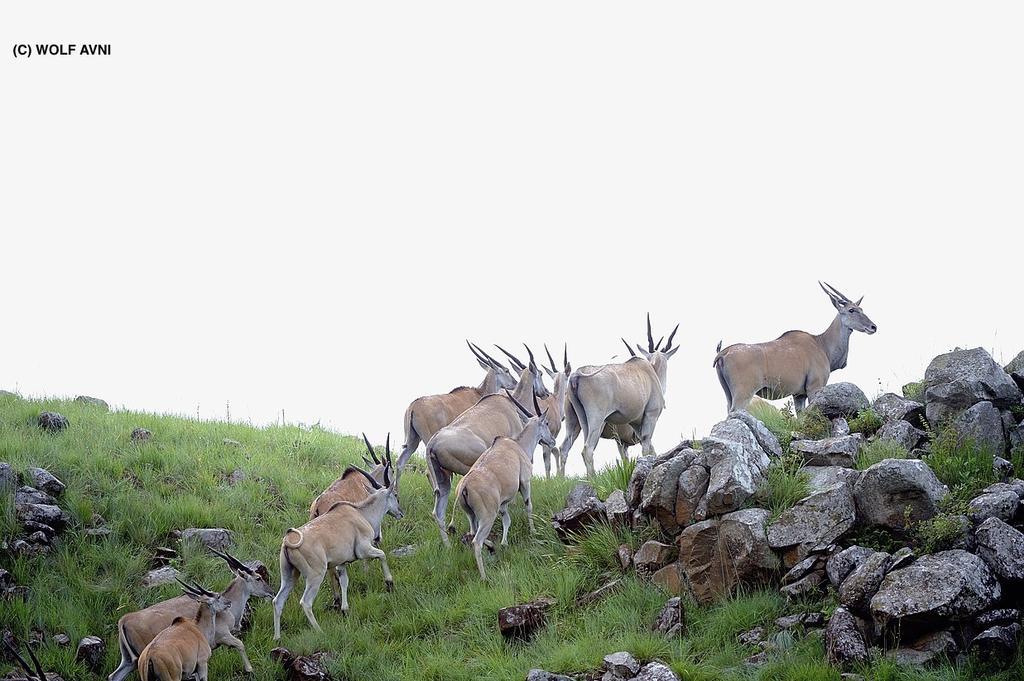 Giantscup Wilderness Reserve Underberg Buitenkant foto
